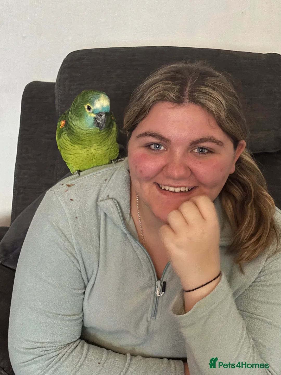 Parrots birds for sale: Blue fronted Amazon - Advert 1