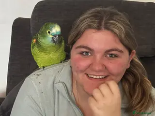 Parrots birds Blue fronted Amazon - Advert 1