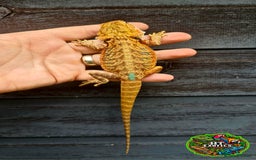 Bearded Dragon reptiles for sale: Bearded dragons for sale (Price reduced) - Image 10