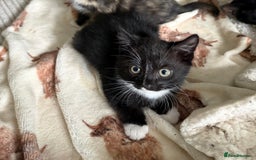 Mixed Breed cats for sale: 1 male mixed breed kitten - Image 1