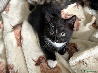 Mixed Breed cats for sale - Advert 1