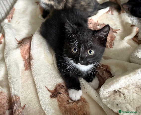 Mixed Breed cats - Advert 4