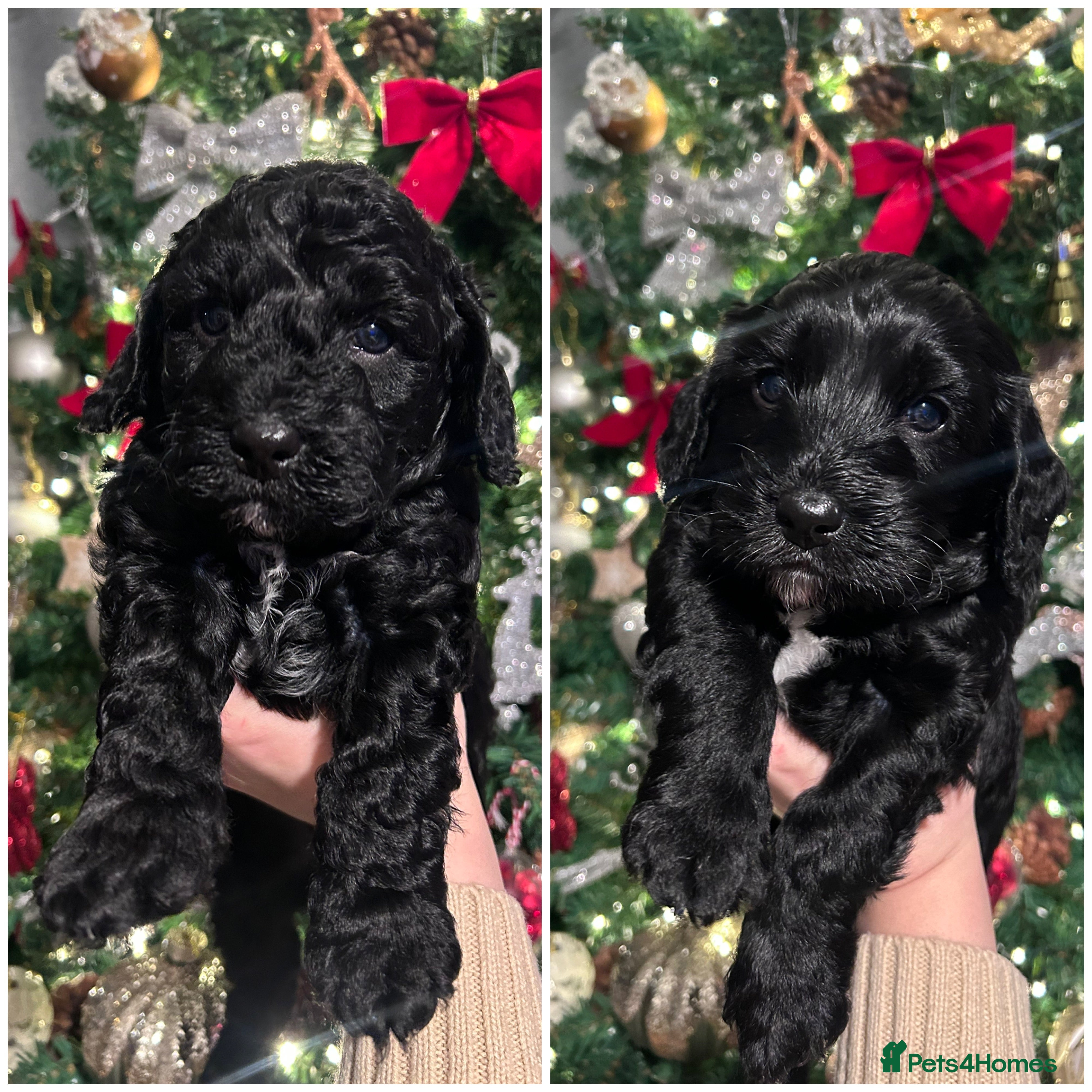 Cockapoo dogs Beautiful Cockapoo Puppies - Advert 5