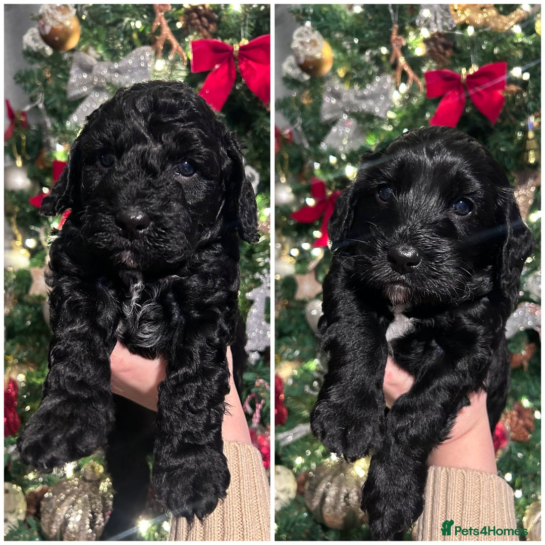 Cockapoo dogs for sale: Beautiful Cockapoo Puppies - Advert 1