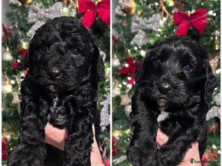 Cockapoo dogs Beautiful Cockapoo Puppies - Advert 1