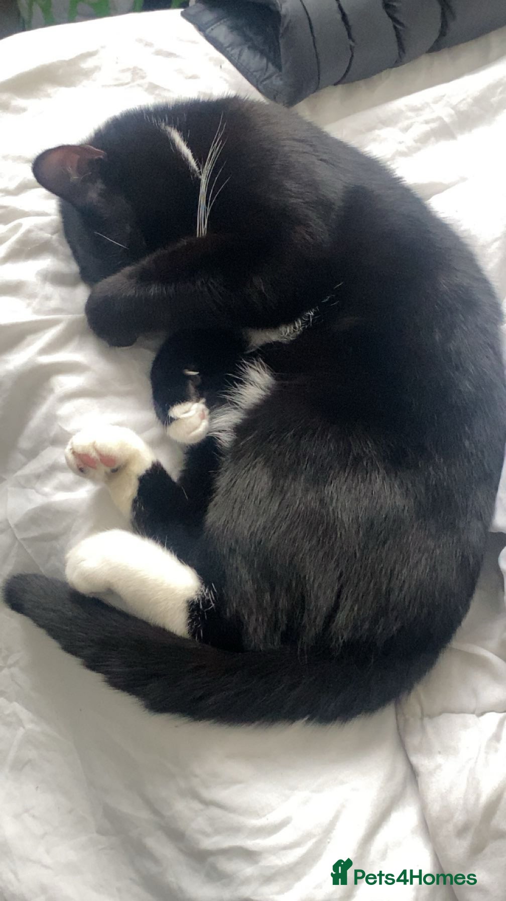 Bombay cats Black and white cat named -(Onyx)  - Advert 1