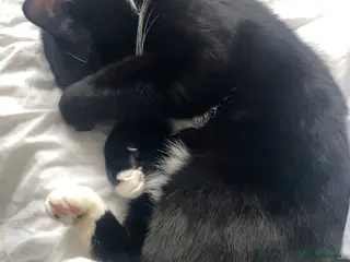 Bombay cats Black and white cat named -(Onyx) - Advert 1