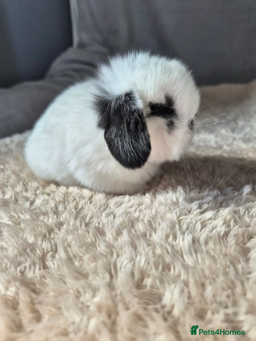 Mini Lop rabbits for sale: Baby Girl mini lops  in Durham - Advert 2