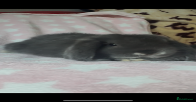 Mini Lop rabbits - Advert 1