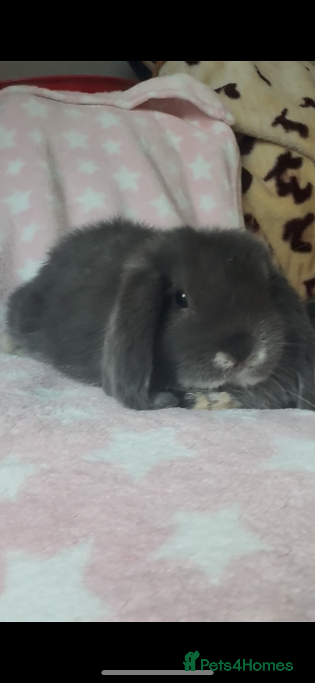 Mini Lop rabbits for sale: New litter added, Mini lop baby bunny rabbits  - Image 3