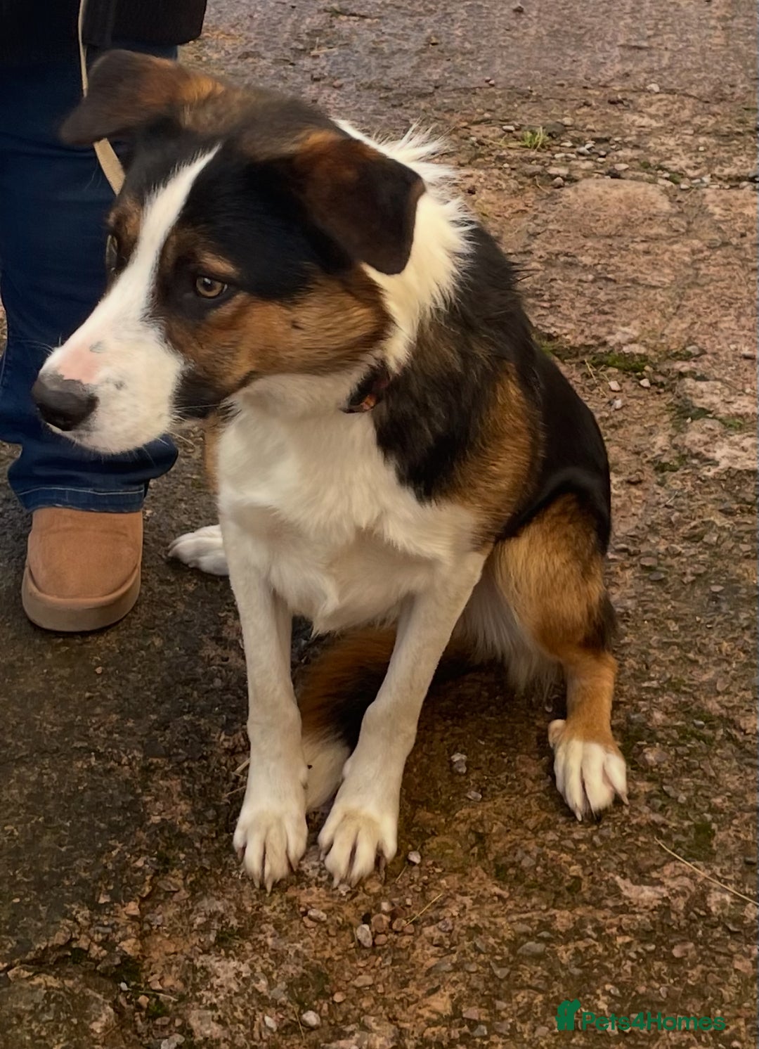 Border Collie dogs for sale: Beautiful Male Border Collie - Image 3
