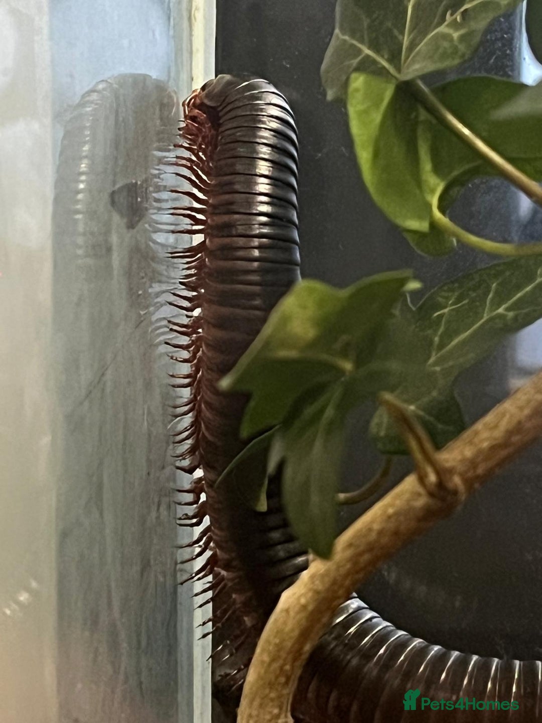 Millipedes invertebrates for sale: Giant african millipede with enclosure  - Image 3
