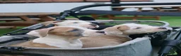 American Bulldog dogs for sale: American Bulldog Puppies - Advert 25
