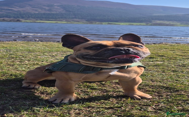 French Bulldog dogs - Advert 6