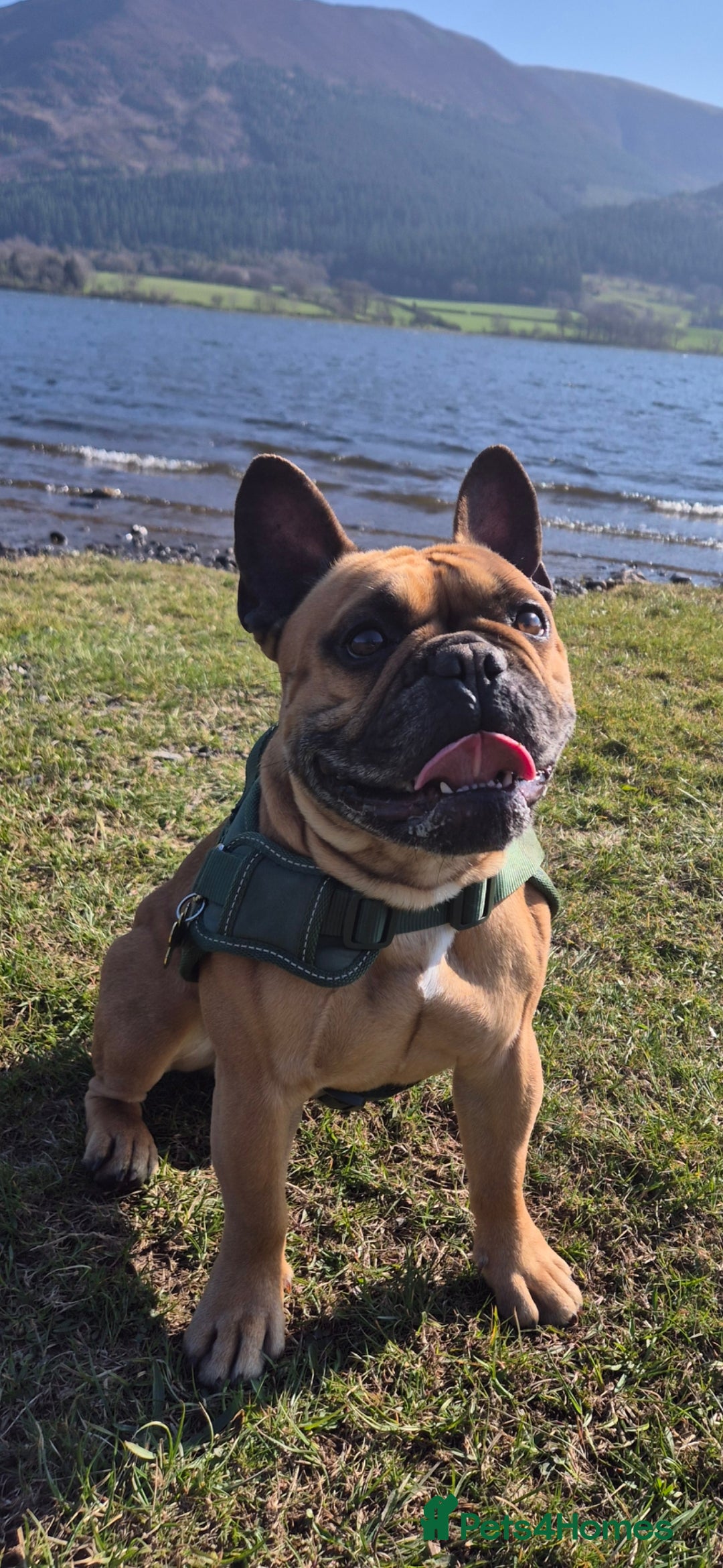 French Bulldog dogs for sale: 3 year old French Bulldog  - Image 1