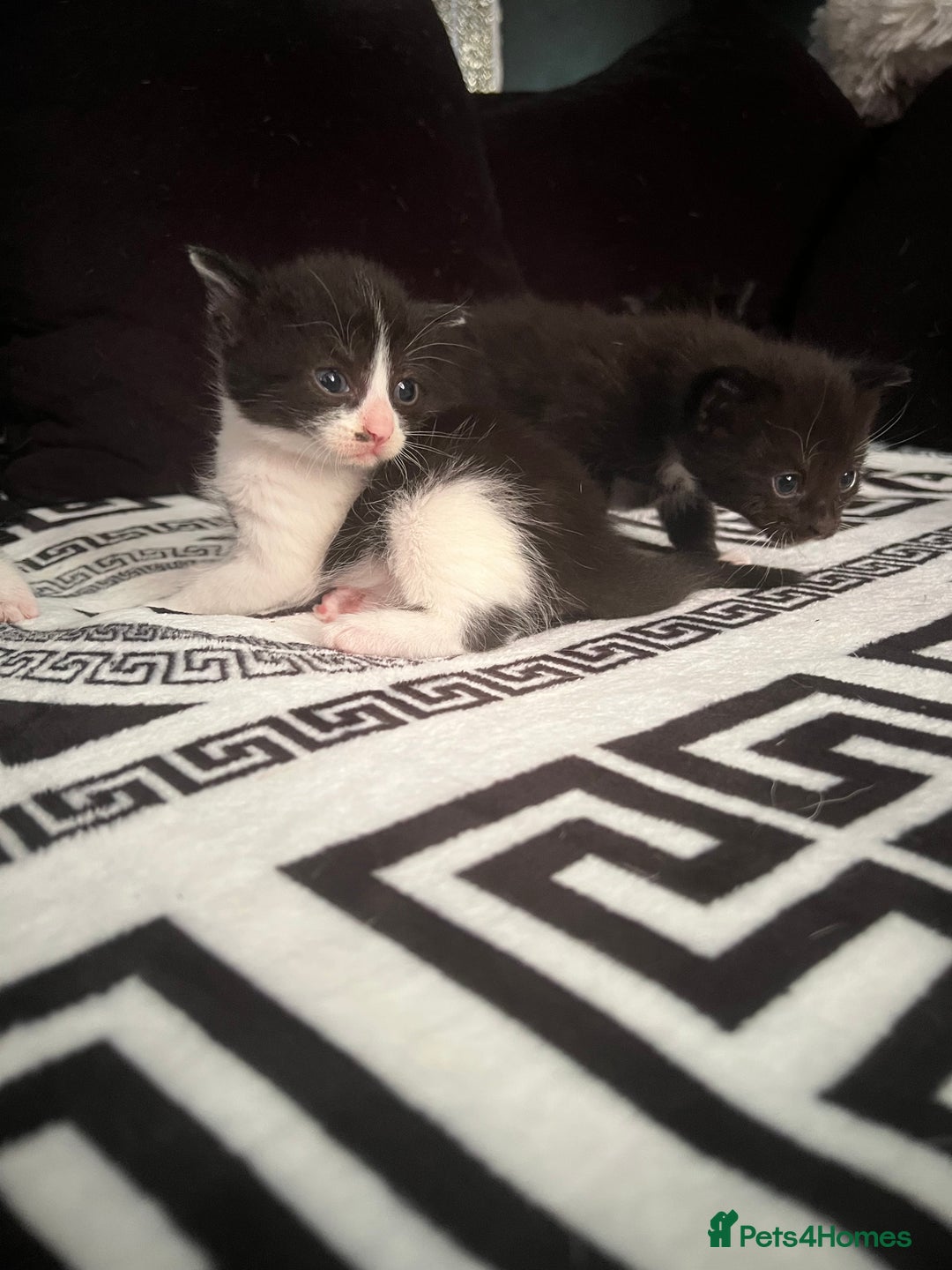 Mixed Breed cats for sale: Toxido kittens  - Image 16