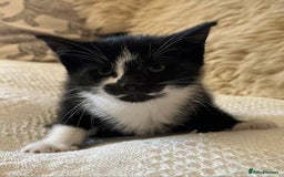 Mixed Breed cats for sale: Kittens  - Advert 1