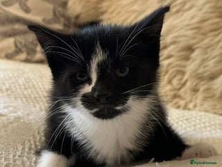 Mixed Breed cats Kittens - Advert 15