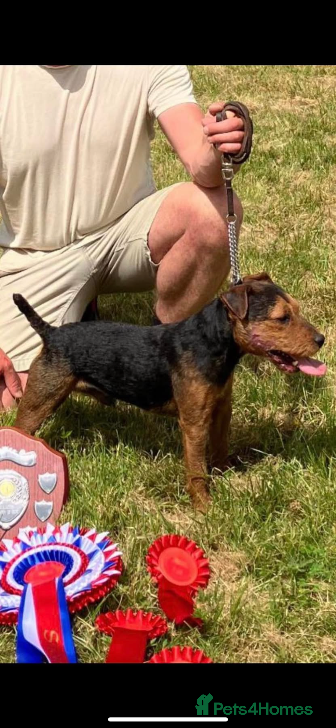 Lakeland Terrier dogs for sale: Red Working Type Lakeland Terrier Male For Sale - Advert 19