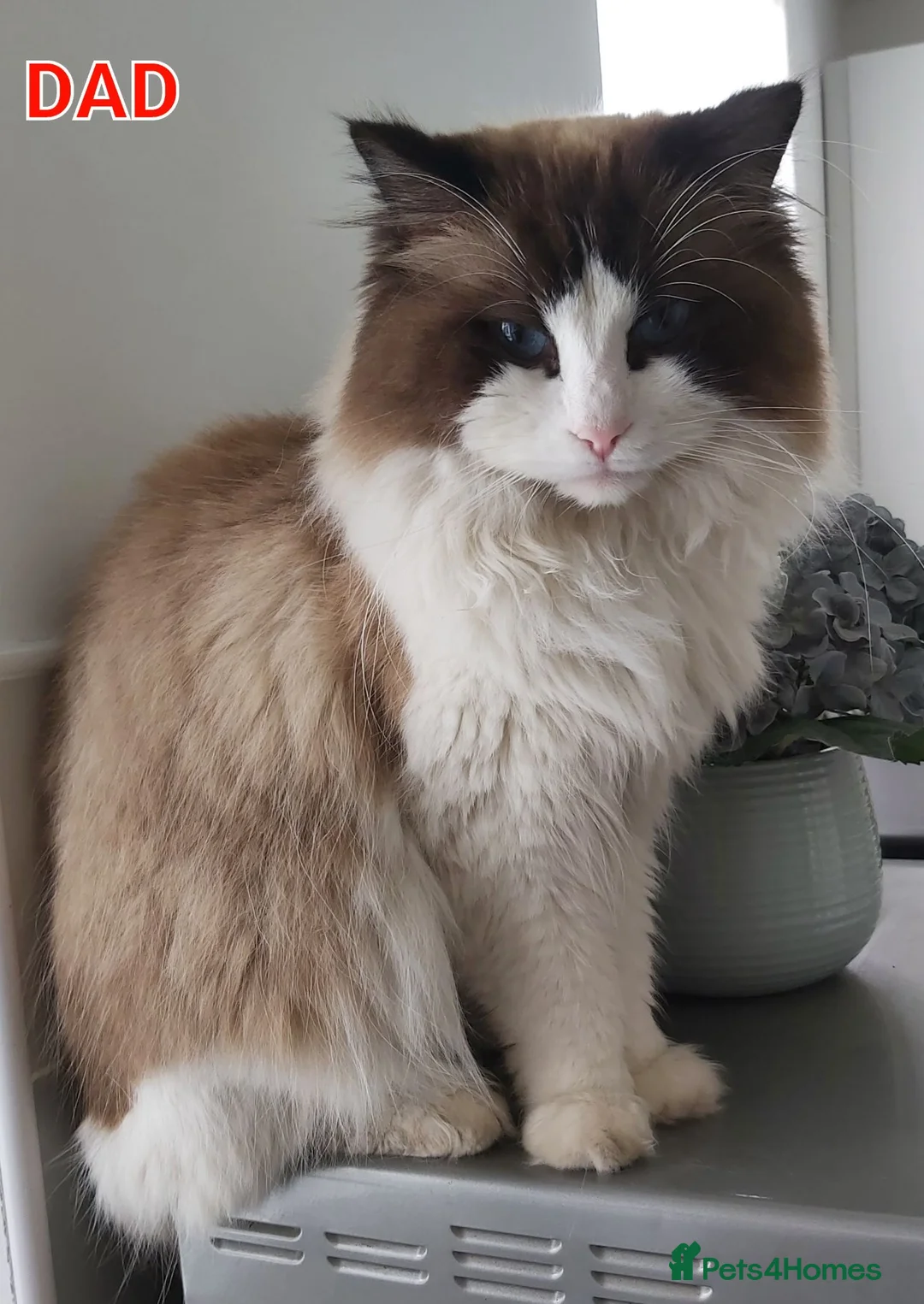 Ragdoll cats for sale: RAGDOLLS GIRL SEAL POINT BLUE EYES  - Advert 2