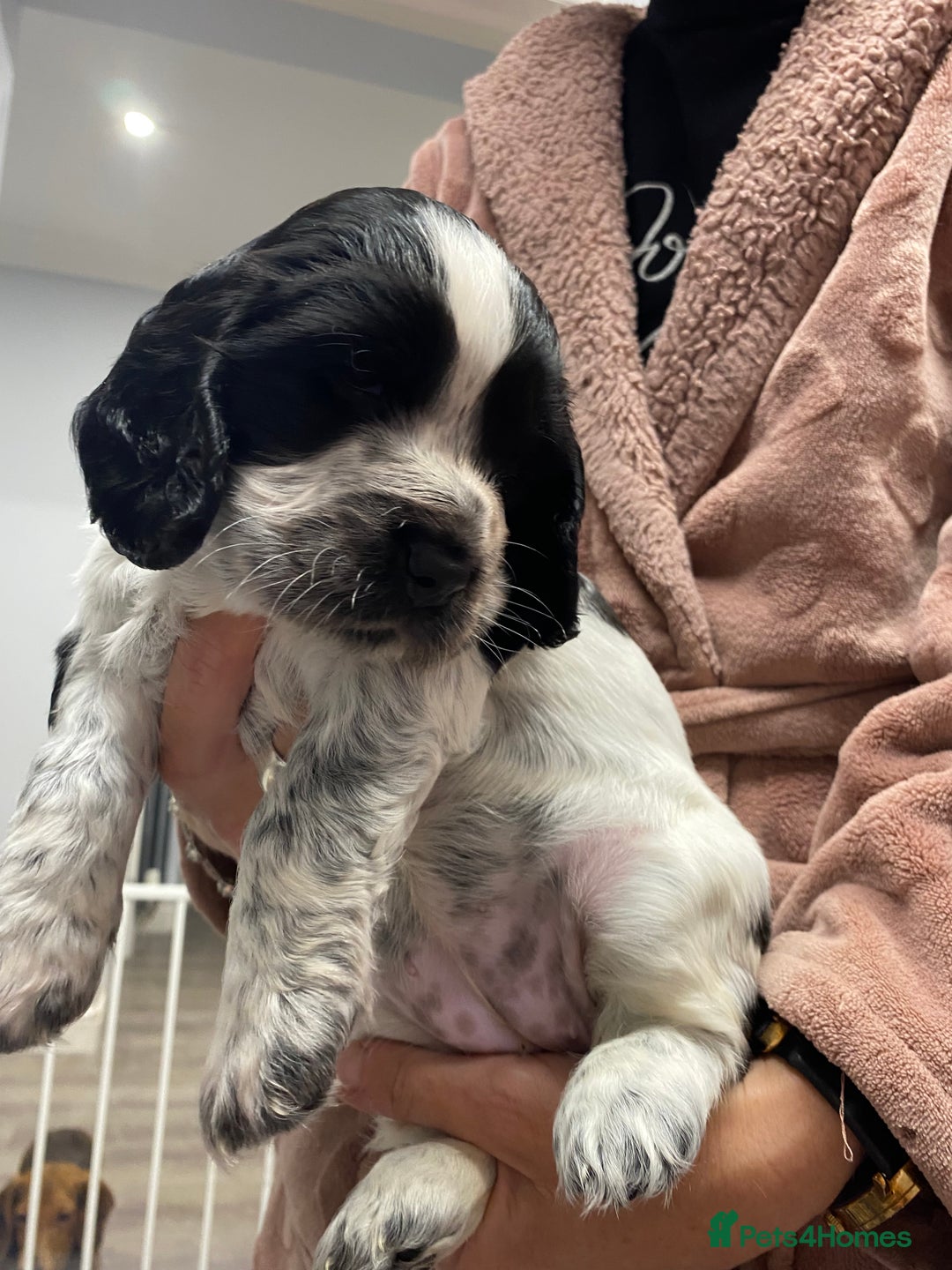 Sprocker dogs for sale: Sprocker spaniels for sale - Image 2