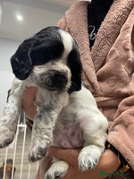 Sprocker dogs Sprocker spaniels for sale - Advert 13