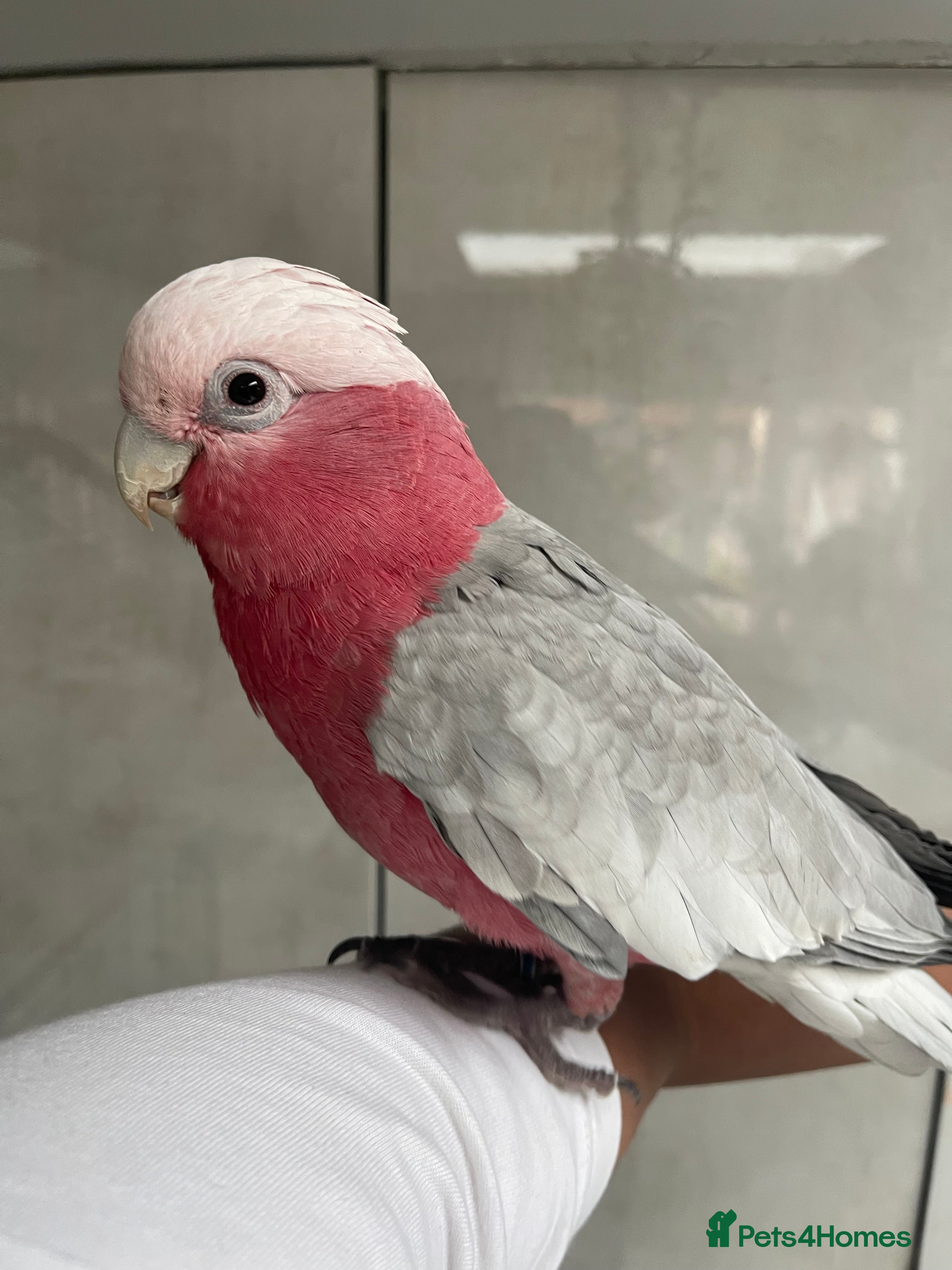 Cockatoo birds 🌟 CHARMING GALAH COCKATOO WITH CAGE 🌟 - Advert 1