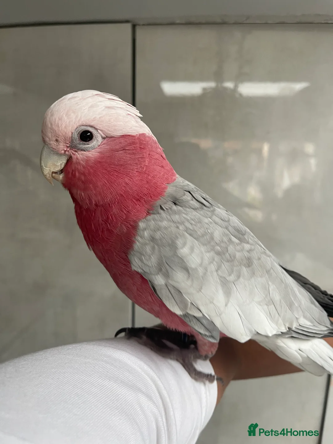Cockatoo birds for sale: 🌟 CHARMING GALAH COCKATOO WITH CAGE 🌟 - Advert 1