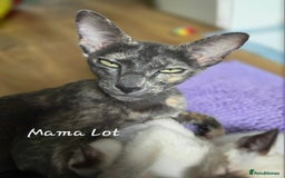 Oriental cats for sale: *1left*Beautiful GCCF registered Oriental kittens - Image 6