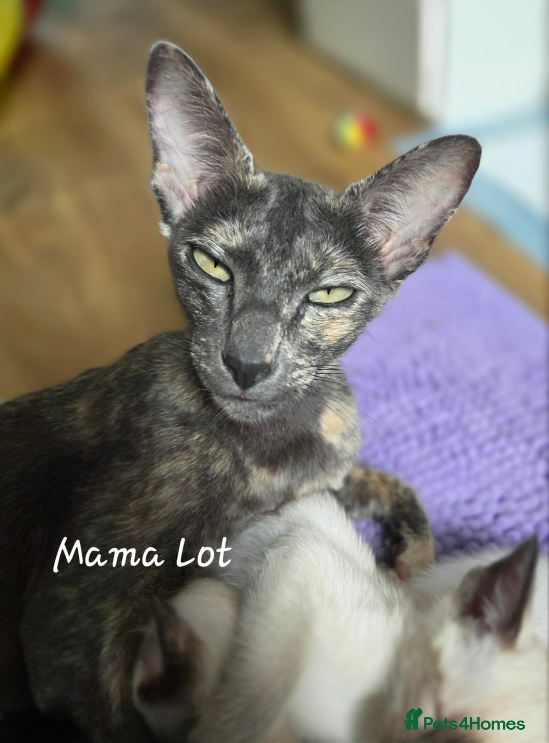 Oriental cats for sale: *1left*Beautiful GCCF registered Oriental kittens - Image 6