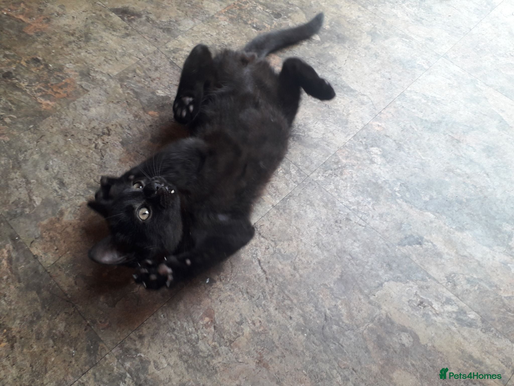 Mixed Breed cats TWO MALE KITTENS AVAILABLE READY TO LEAVE NOW - Advert 7
