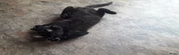 Mixed Breed cats for sale: TWO MALE KITTENS AVAILABLE READY TO LEAVE NOW - Advert 1