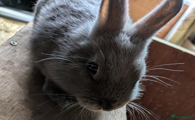 Netherland Dwarf rabbits - Advert 3