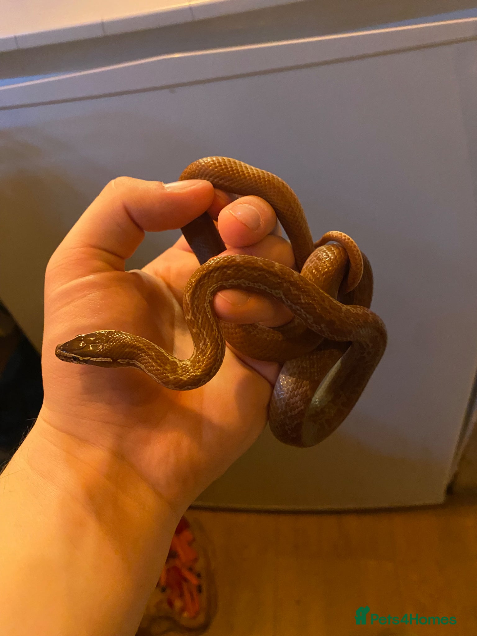 Snake reptiles African House Snake  - Advert 1