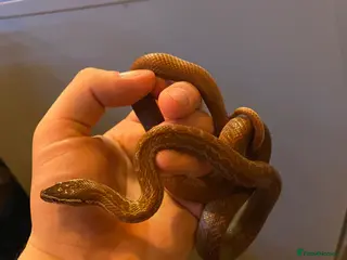 Snake reptiles African House Snake - Advert 1