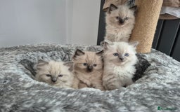 Ragdoll cats for sale: Stunning ragdoll kitten - Image 6