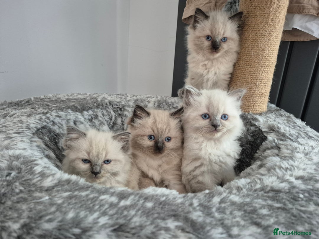 Ragdoll cats for sale: Stunning ragdoll kitten - Image 6