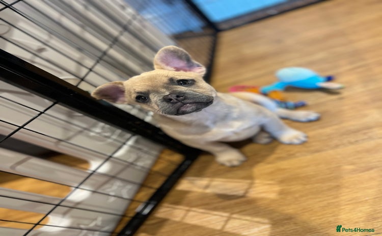 Mixed Breed dogs - Advert 5