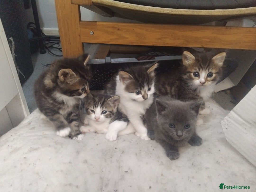 British Shorthair cats for sale: Bsh tabby mix - Image 3