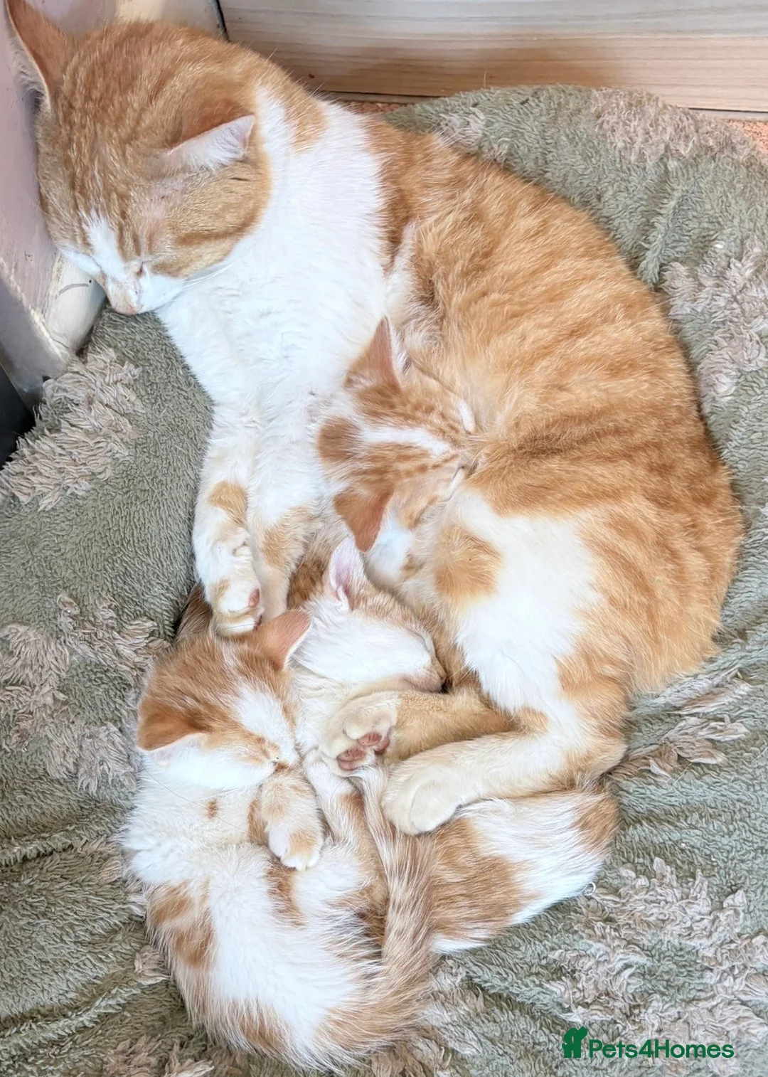 Domestic Shorthair cats for sale: 5 beautiful coloured kittens - Advert 2