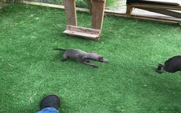 Whippet dogs for sale: KC whippets  - Image 8