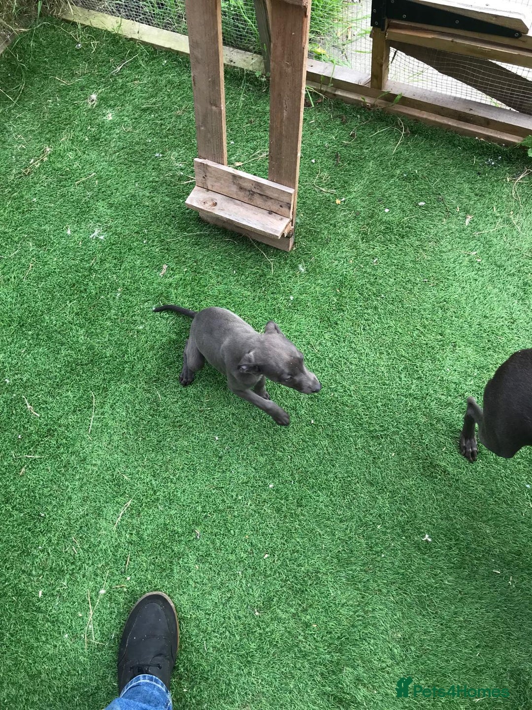 Whippet dogs for sale: KC whippets  - Image 8