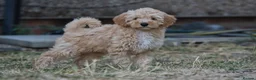 Cockapoo dogs for sale: F1 Cockapoo x Australian Labradoodle Pups - Advert 10