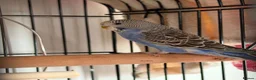 Budgerigars birds for sale: Blue 3 month and half old budgie 🤍 in Keighley - Advert 2