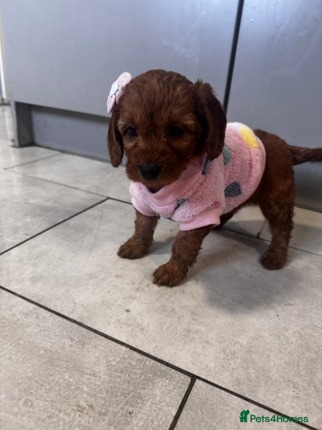 Cockapoo dogs for sale: 1 boy left beautiful teddy bears   - Image 5