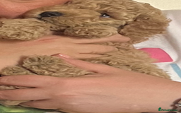 Poochon dogs for sale: 🐾 Poochon puppies 💕🐾🐾 - Image 7