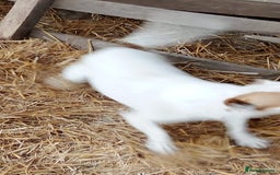 Mixed Breed dogs for adoption: RONNA - a beautiful tiny girl, for a Loving Home - Image 3