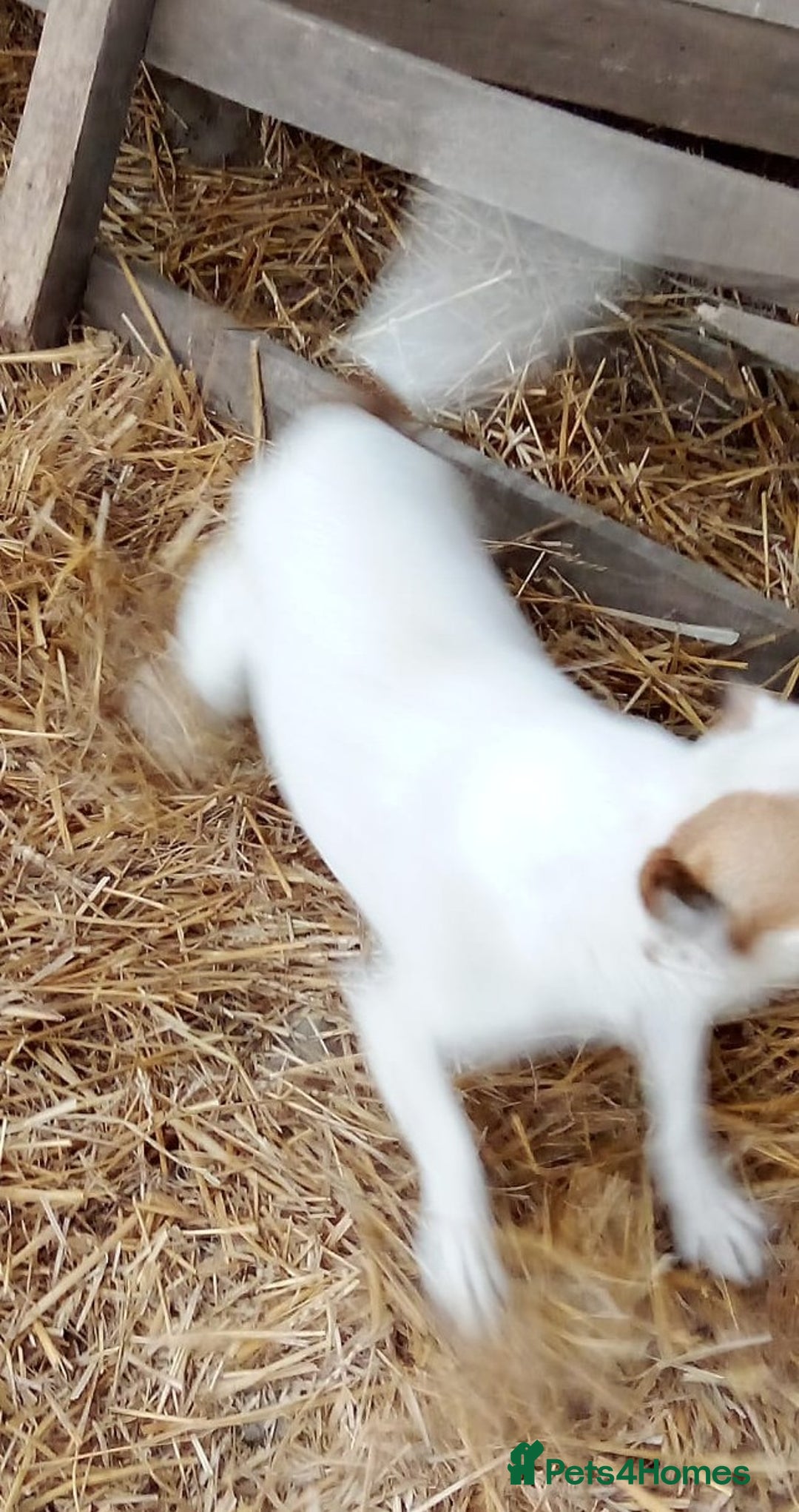 Mixed Breed dogs for adoption: RONNA - a beautiful tiny girl, for a Loving Home - Image 3