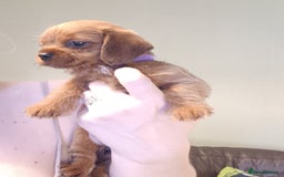 Mixed Breed dogs for sale: Beautiful schweenie babies - Image 9