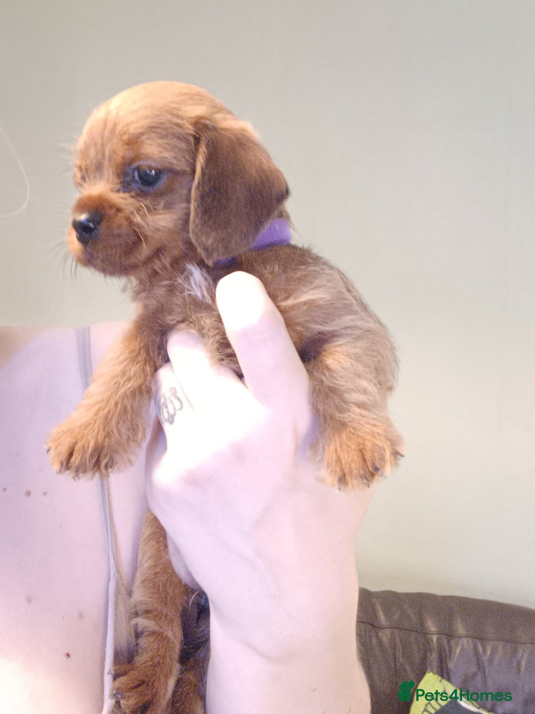 Mixed Breed dogs for sale: Beautiful schweenie babies - Image 9